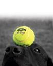 Kong AirDog Squeakair tennisbal L 2 st